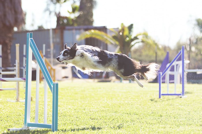 a dog jumping during a canine agility event
