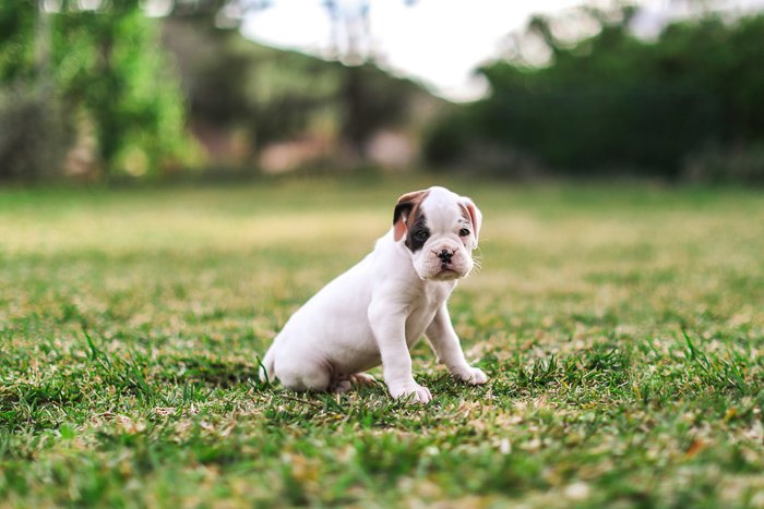 an outdoor pet portrait of a little puppy on the grass - aperture for pet photography