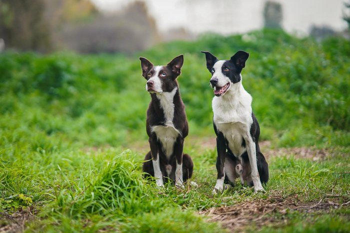 an outdoor pet portrait of two black and white dogs sitting on the grass - aperture for pet photography