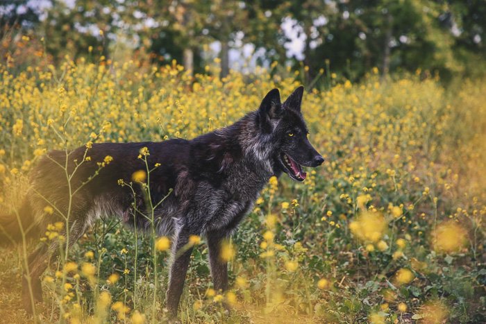 an outdoor pet portrait of a black dog in a meadow of yellow flowers - aperture for pet photography