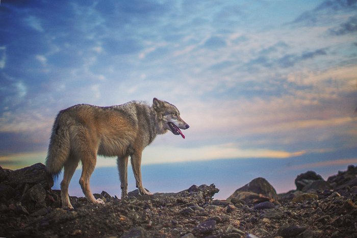 a wolf like dog standing on rocky ground - pet photography aperture