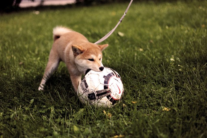Cute portrait of a small dog playing with a football 