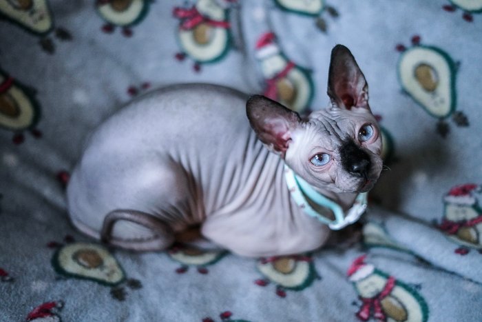 A vibrant photo of a Spinx cat on a patterned blanket