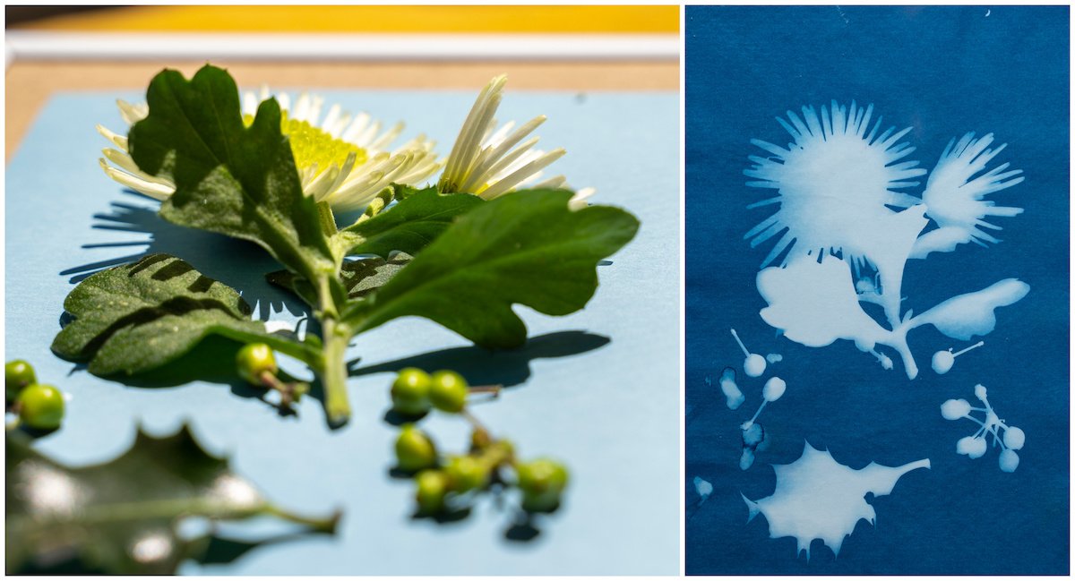 Diptych solar cyanotype alternative photography method with a flower leaves and berries
