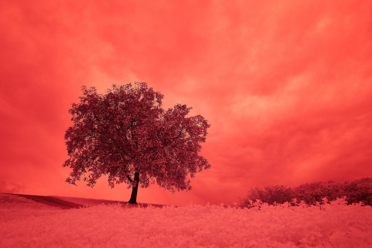 Alternative photography infrared tree landscape