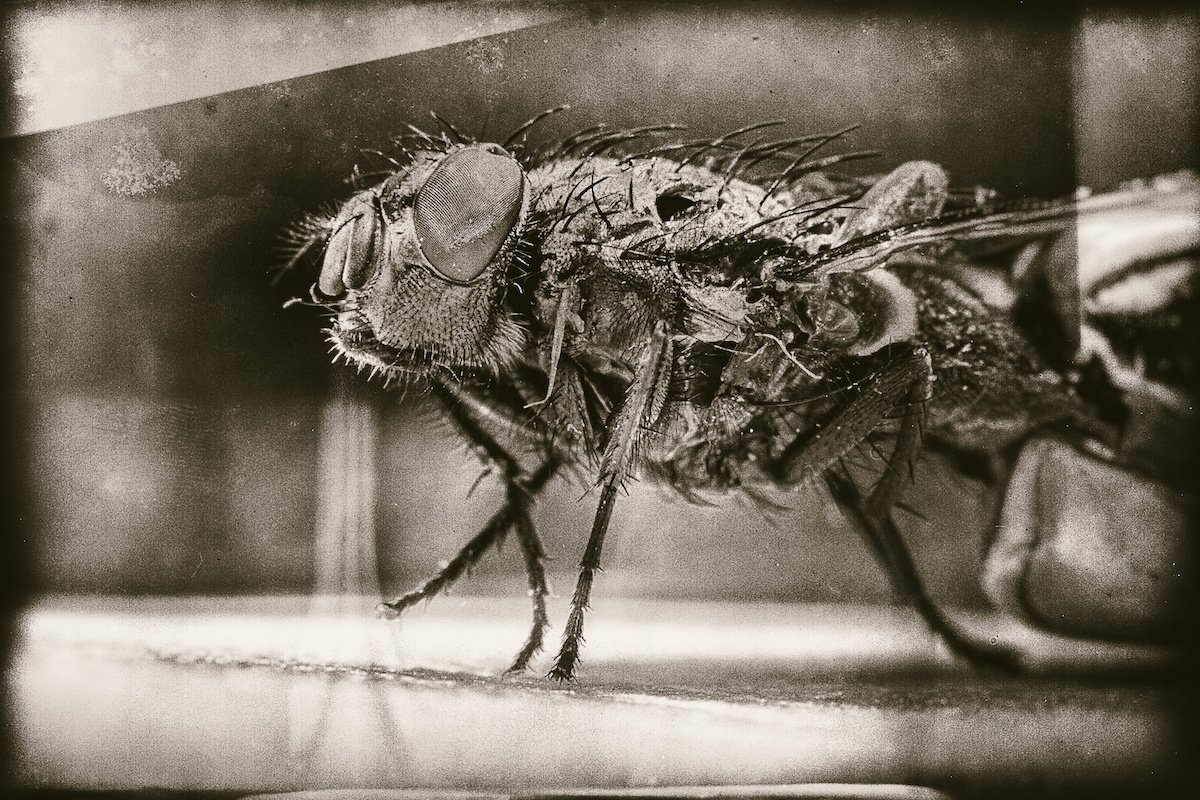 Alternative photography macro shot of a house fly from a wet plate glass negative simulation
