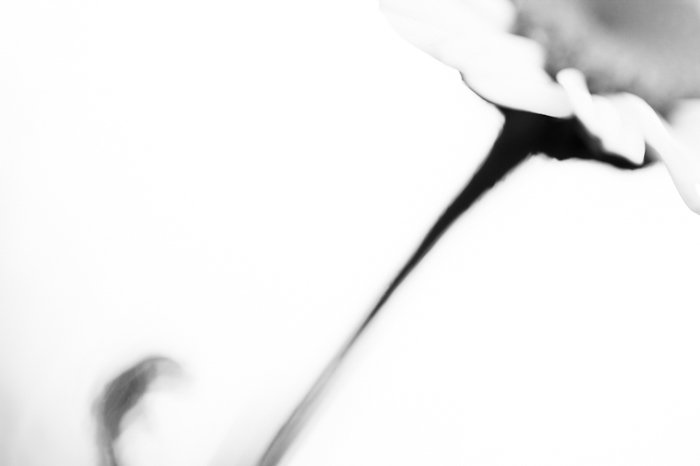 Artistic black and white macro photography of a flower