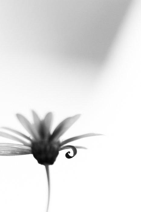 Atmospheric black and white macro photography of a flower