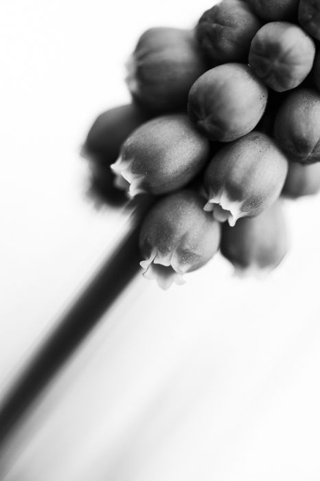 black and white macro photography of a flower