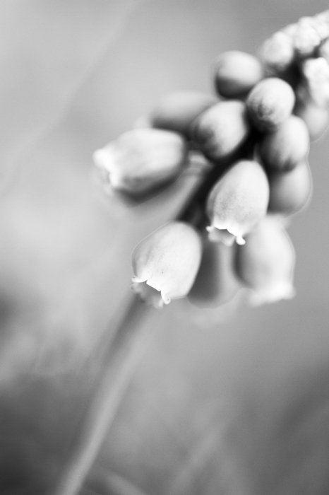 Artistic black and white macro photography of a flower