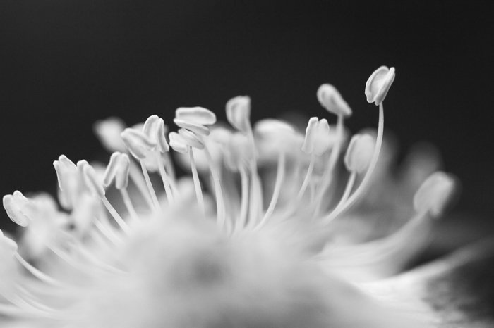 black and white macro photography of a flower