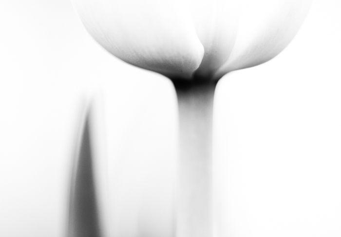 Atmospheric black and white macro photography of a flower