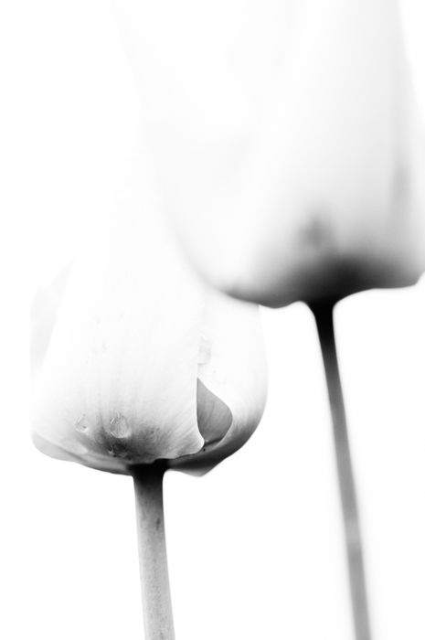 Atmospheric black and white macro photography of a flower