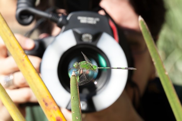 A macro lens and camera ring flash being used for a macro dragonfly shot