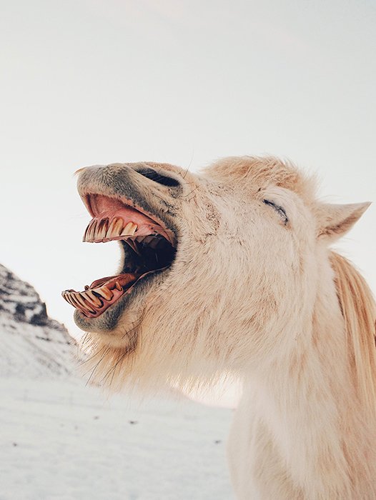 Una foto humorística de un caballo bostezando - fotos divertidas de animales