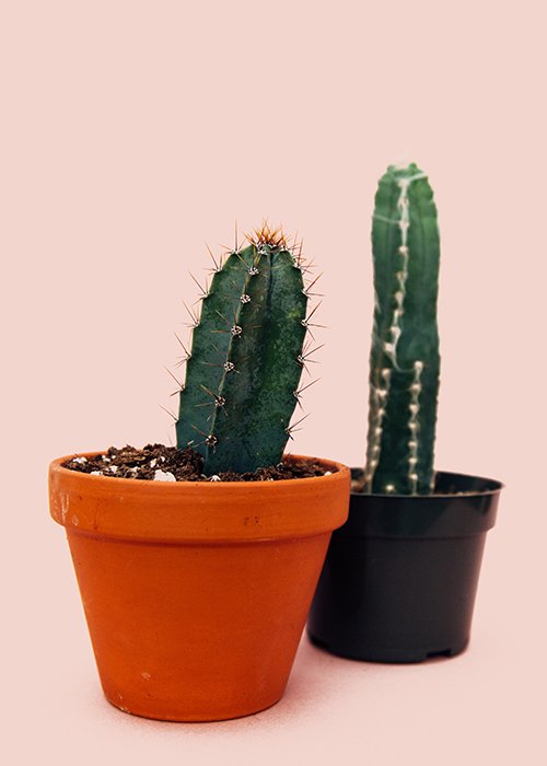two cactus's in pots having a chat - funny photography tips