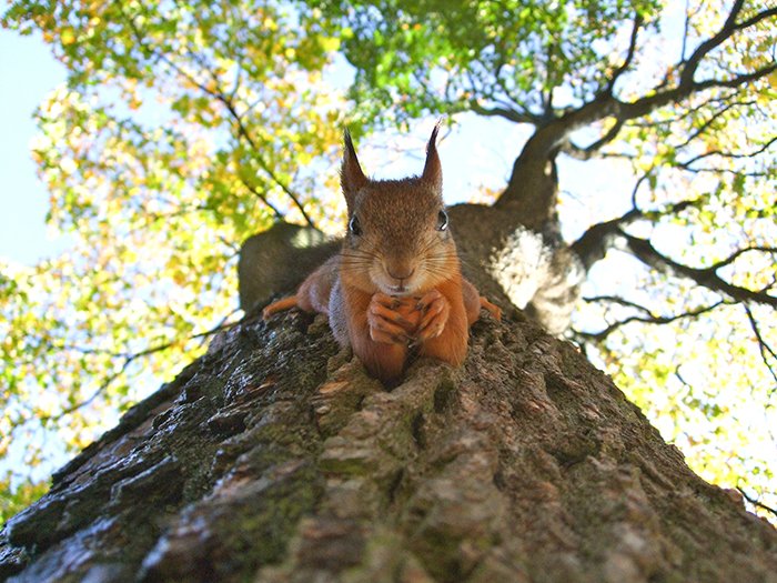 A humourous photo of a squirrel on a tree - funny animal photos