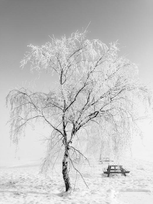 a snow covered tree taken with an iPhone 8 camera