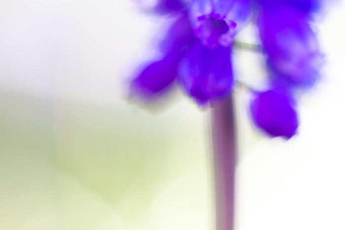 Blurry macro shot of a purple flower - macro photography examples