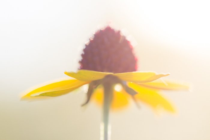 a macro shot of a yellow and red flower with blurry white background 