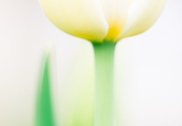 a macro shot of a yellow tulip with blurry white background