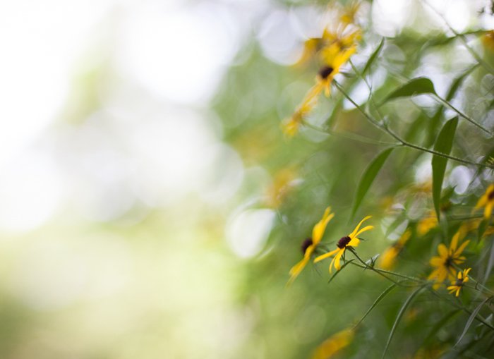 Blurry close up shot of yellow flowers with blurry bokeh background 