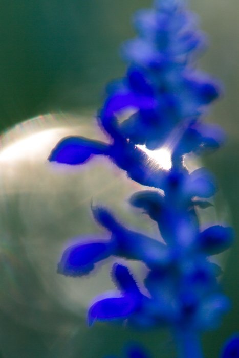 Blurry macro shot of a flower with blurred background 