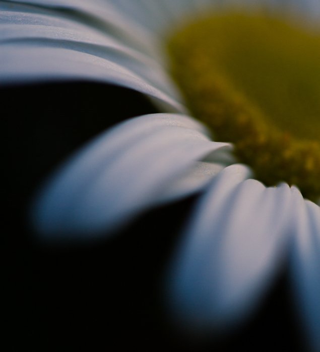 a macro shot of a yellow centered white flower with blurry black background
