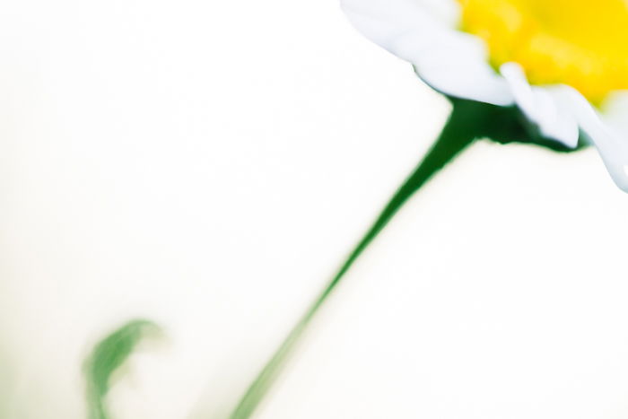 Blurry macro shot of a flower with white background 