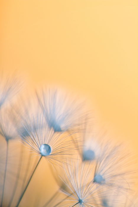 Blurry macro shot of a flower with yellow background 