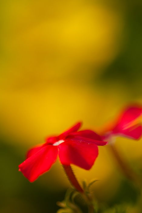 Blurry macro shot of a red flower with blurry background 