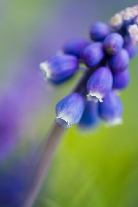 a macro shot of a purple flower with blurry background 