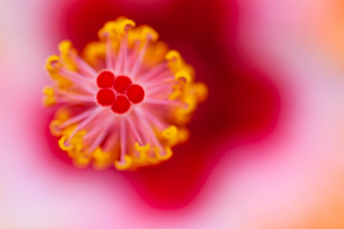 a macro shot of the center of a pink and yellow flower 