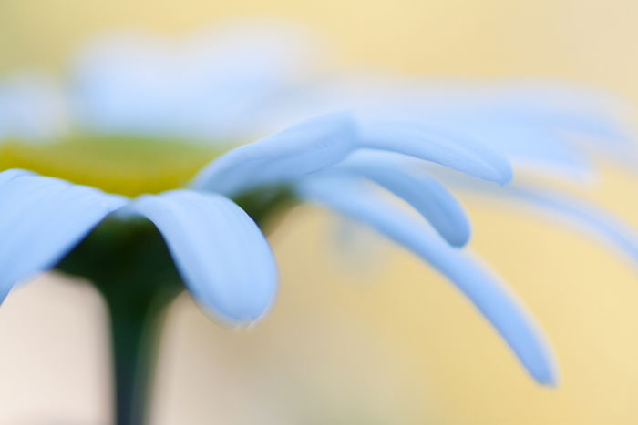 6 Macro Photography Background Tips for Interesting Photos - 45