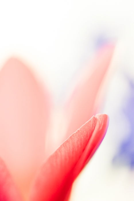 Blurry macro shot of a red flower with blurry background 