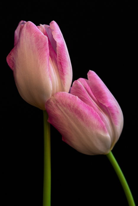 Close up shot of two tulips with black background 