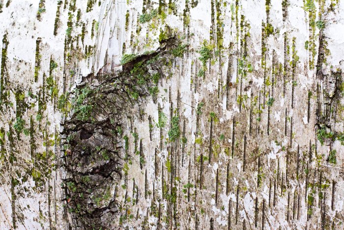 Macro shot of a tree bark - macro photography examples