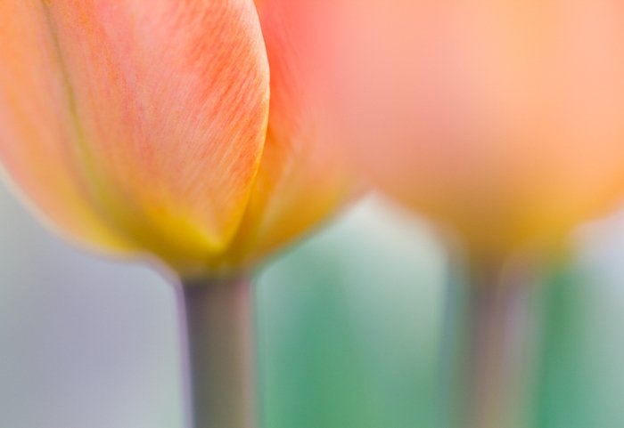 Blurry macro shot of tulip stalksse 