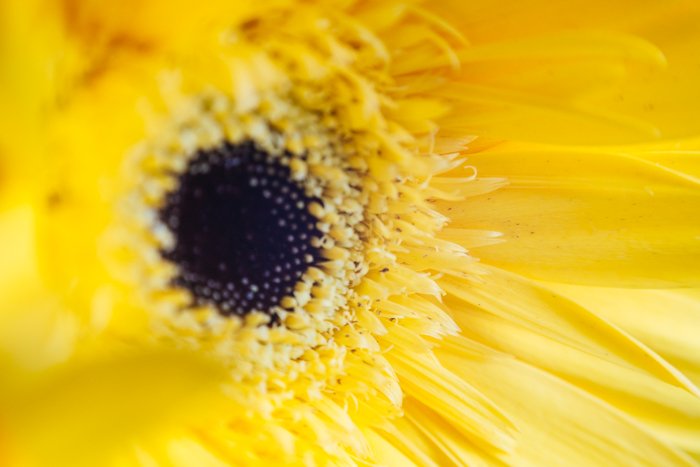 a macro shot of a yellow flower - macro photography lighting tips 