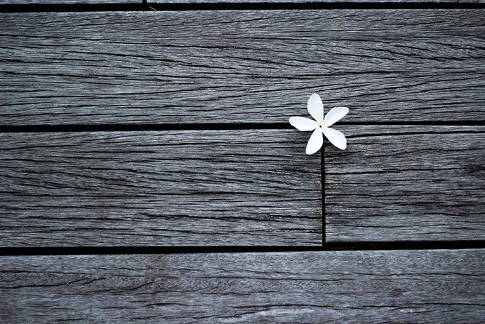 An aesthetic picture of a small white flower placed between wooden planks in black and white