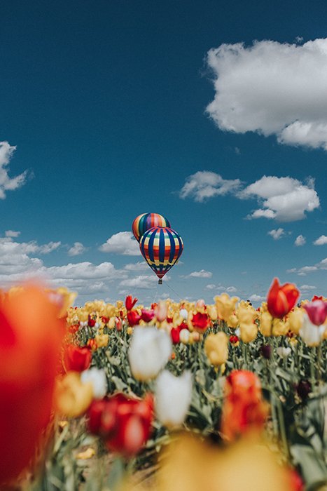 Aesthetic photo of colored hot air balloons flying over a field of tulips