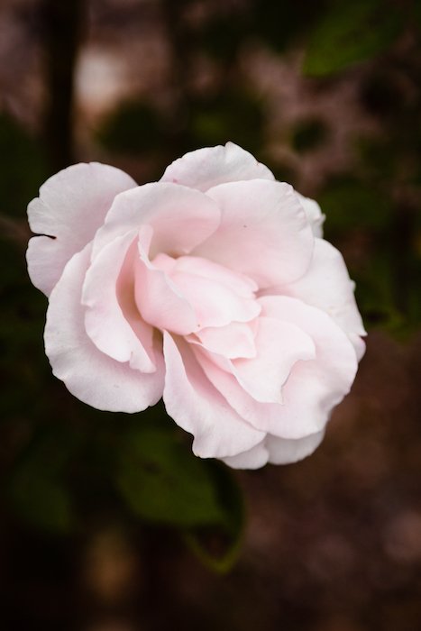 A close up of a soft pink rose with soft background - smartphone flower photos 