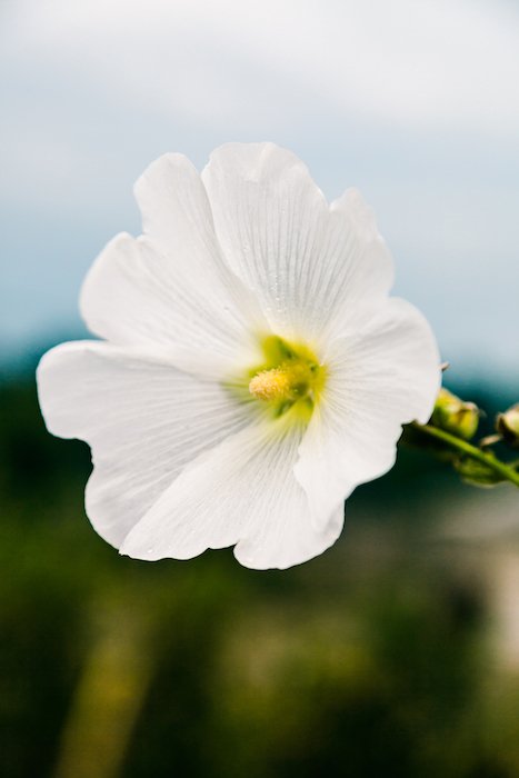 A close up of a white flower with soft background - smartphone flower photos 