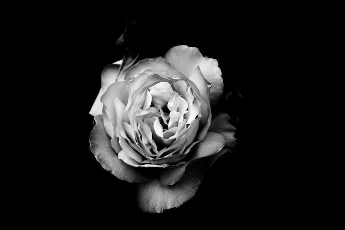 beautiful black and white flower photography