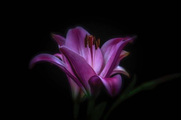 A close up of a pink flower with dark background - smartphone flower photos 
