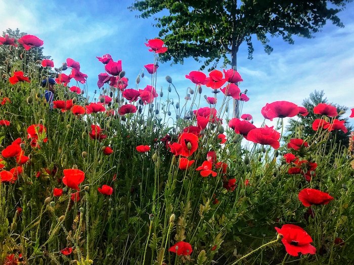 Red poppies and tall green grass and foliage with a tree in the background