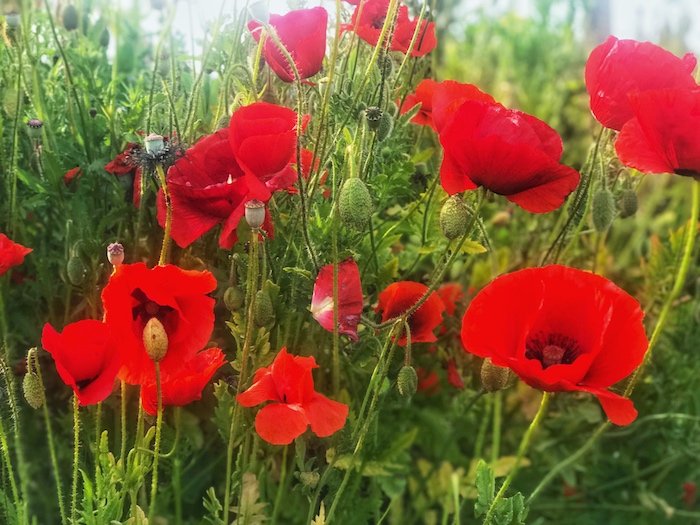 A close up of a group of wild poppies in grass - smartphone flower photos 