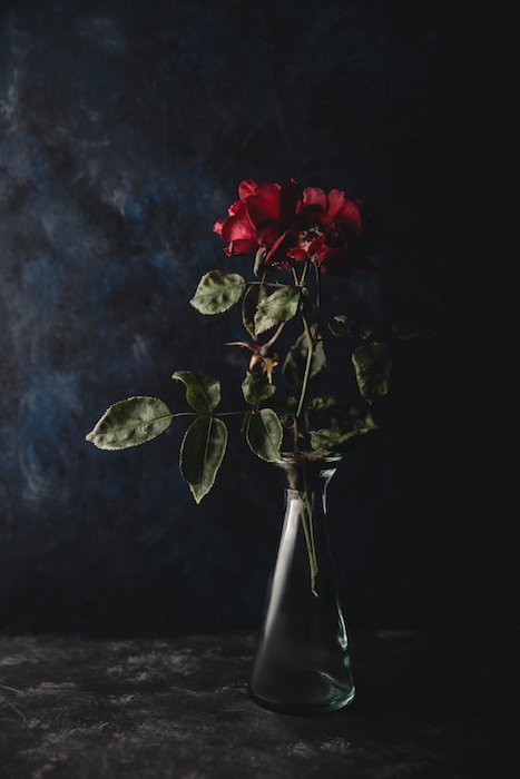A dark and moody still life of a rose against a black background - smartphone flower photography