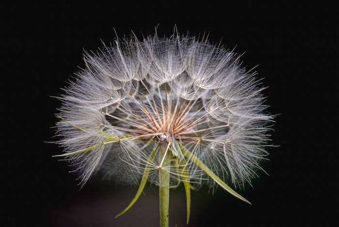 Extreme close-up of a white dandelion against a dark background
