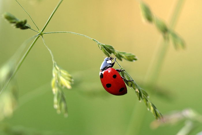 A macro photo of a ladybird climbing a stalk of grass